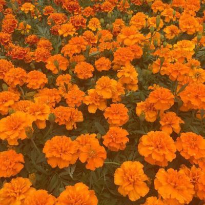 Good Stupidity: Pear and Smixon