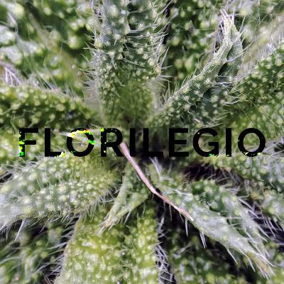 FLORILEGIO MIXTAPE #25