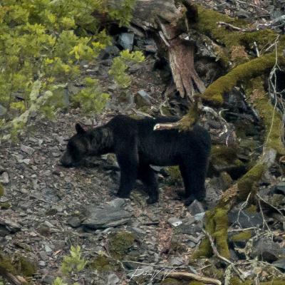 EPISODIO 10: LA CONSERVACIÓN DEL OSO PARDO, CON CHUS CAMPO / os bru / llop / lobo EPISODIO 10: LA CONSERVACIÓN DEL OSO PARDO, CON CHUS CAMPO / os bru / llop / lobo