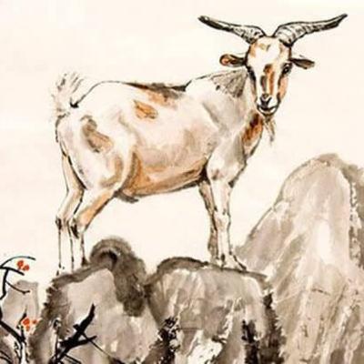 Tình bạn của dê núi và nhện