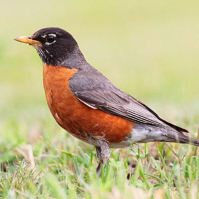 Why is the Robin Michigan's state bird?