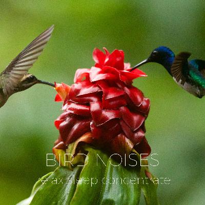 Tropical Birds Noises | Noises for better sleep, relaxing, focus time & baby soothe Tropical Birds Noises | Noises for better sleep, relaxing, focus time & baby soothe