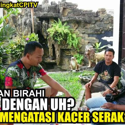 MENAIKAN BIRAHI Kacer Dengan UH? Mengobati KACER SERAK? feat IBIBK & dr. Surya