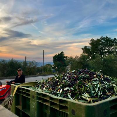 A year to the day of arriving at Casa Phoenix we complete our first Olive Harvest