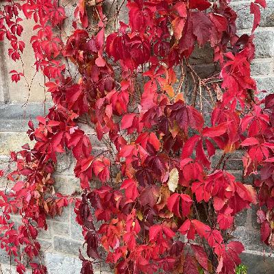 Rote Blätter fallen Rote Blätter fallen