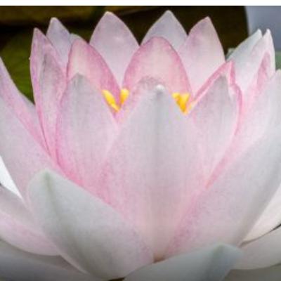96. What is Emotional Flooding and How to Handle it. 96. What is Emotional Flooding and How to Handle it.