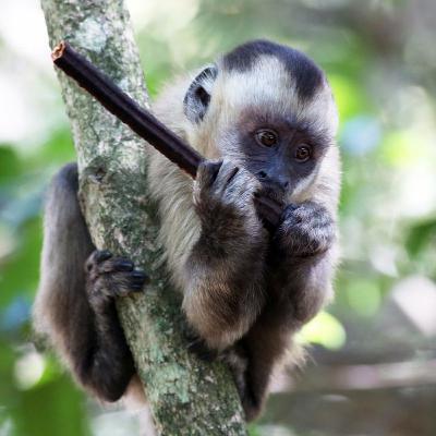 Monkeys that use Tools