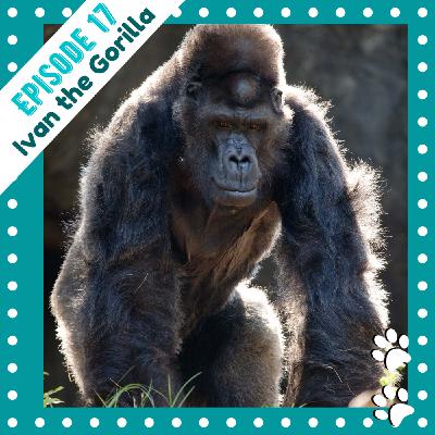 Ep 17- Ivan the Gorilla