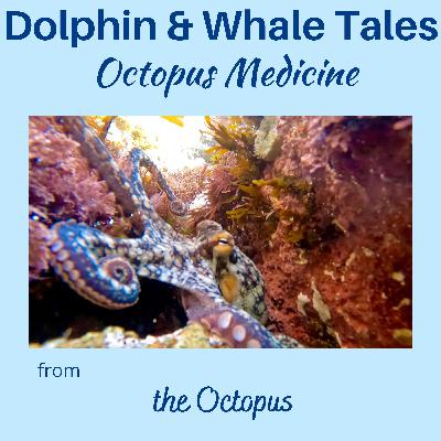 12  Octopus Medicine