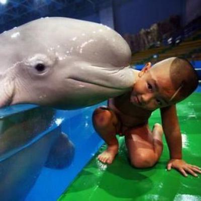 Animales Mejorando Vidas De Ninos