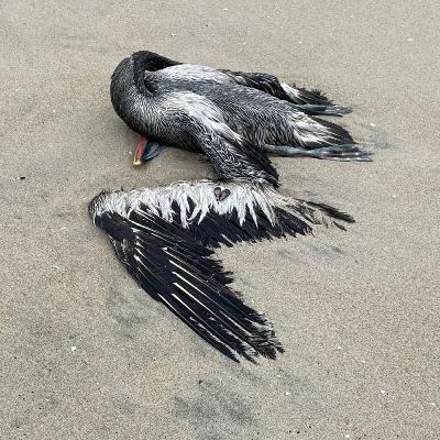 ¿Qué tan peligrosa es la gripe aviar que ha matado a miles de pelicanos?