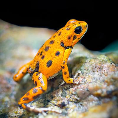 #2. Poison dart frogs aren’t actually poisonous?!