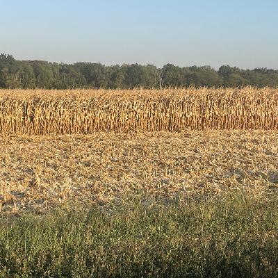 VCF News: Solid Harvest Week; Great Team Effort on Field Fire Near Airport