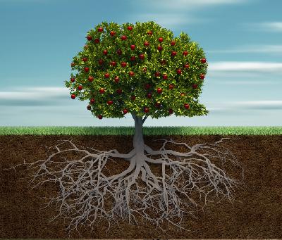 the root and offspring of david (revelation 22:16)