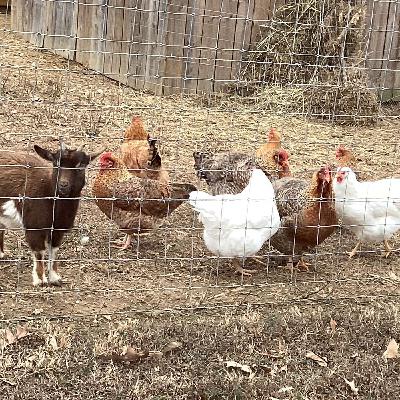 Bonus Episode| Tales of Chickens