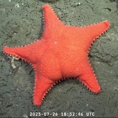 En la otra orilla | De triunfar enseñando los fondos marinos, a hacerlo desenterrando huesos de dinosaurio: ¿cuál es la clave del éxito de los streaming del CONICET?