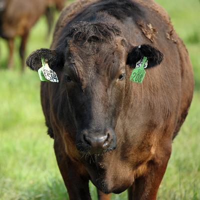 Is US Beef About to Hit the Great Aussie Barbecue?