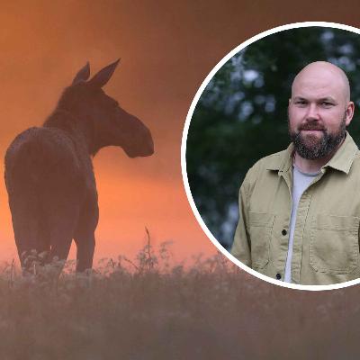 Vi sammanfattar nyhetsåret: Svarta rubriker om älgen