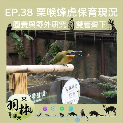 來羽林聊天 EP.38 臺北動物園栗喉蜂虎養成故事/什麼！蜂虎也有BL情節？ ft. 張瀚柏 台大森林所博士生