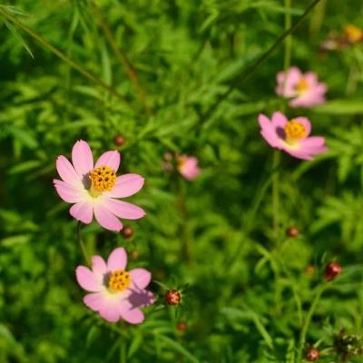 Manfaat Luar Biasa dan Efek samping dari tanaman Kenikir (Cosmos c)