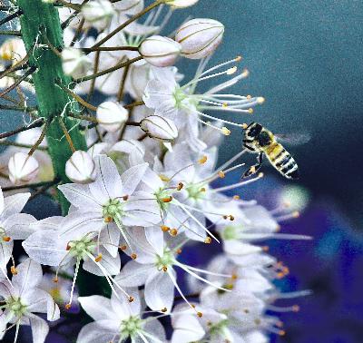 S1 Ep4: Bees S1 Ep4: Bees