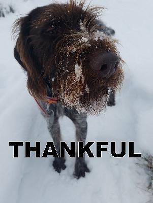 Insider edition: giving thanks, bird hunting version Insider edition: giving thanks, bird hunting version