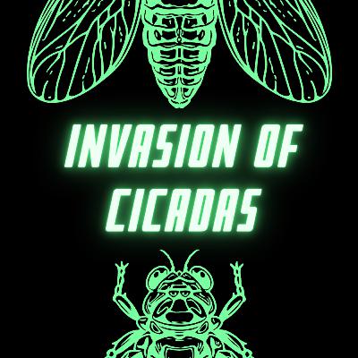 Invasion of Cicadas