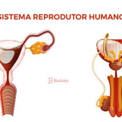 Sistema reprodutor (Masculino e Feminino)