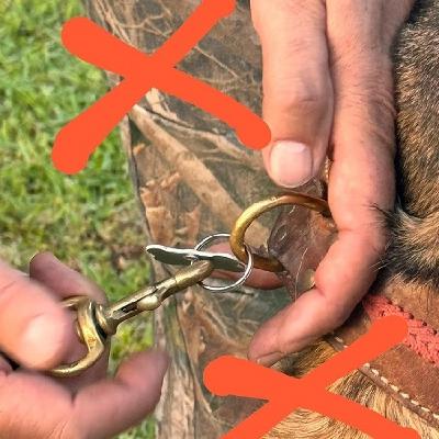 No esperés a que se pierda! Metodos de identificación para perros, cuál es el mejor?
