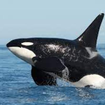 Orcas/Killer Whales - Whale or Dolphin? (Plus special announcement)