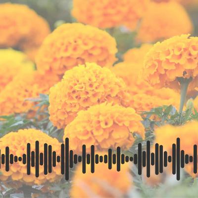 Mikailwitl Mikailwitl