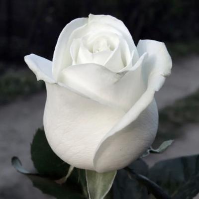 Loving God In Truth & Simplicity Loving God In Truth & Simplicity