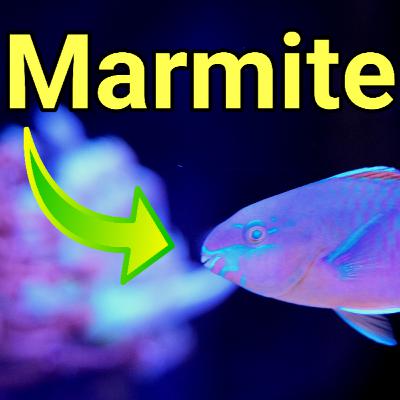 Do You Love or Hate This Fish?! The Prestige Reef Dork Show Ep 96