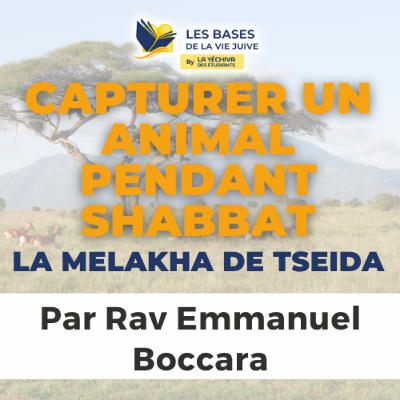 Capturer un animal pendant Shabbat - La Melakha de Tseida