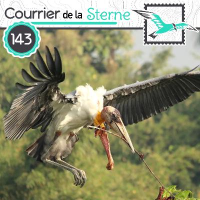 CDLS#143 : Hargila (Marabout argala et un GROS perroquet)