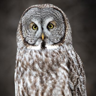 அவதானிப்பு