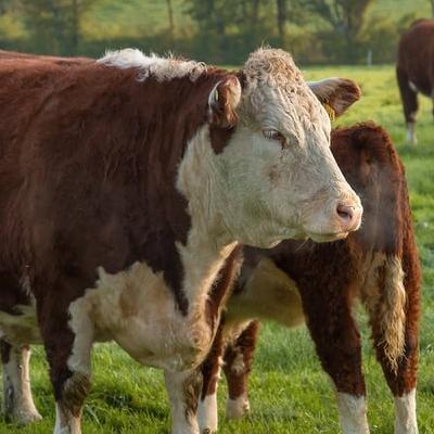 Agriculture Minister Martin Heydon on the pressure coming on Ireland to drop its objections to the Mercosur trade deal