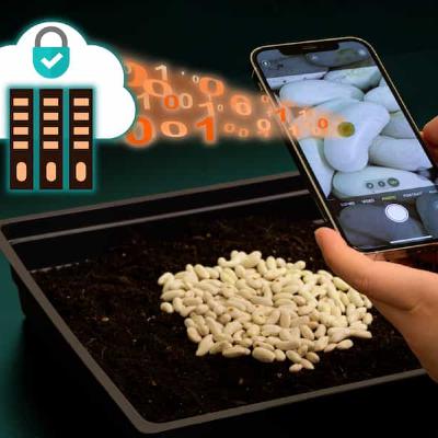 MIT Researchers Develop Silk-Based “Unclonable” Tags to Combat Counterfeit Seeds