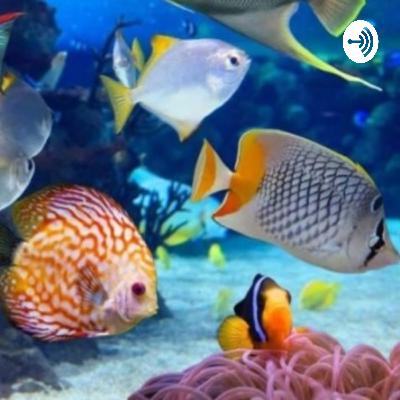 Collar Para Peces (Trailer)