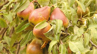 Случай с продавцом груш