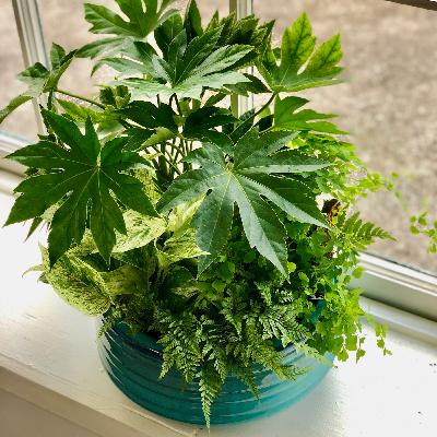 Indoor Container Garden: DIY Indoor Container Garden: DIY