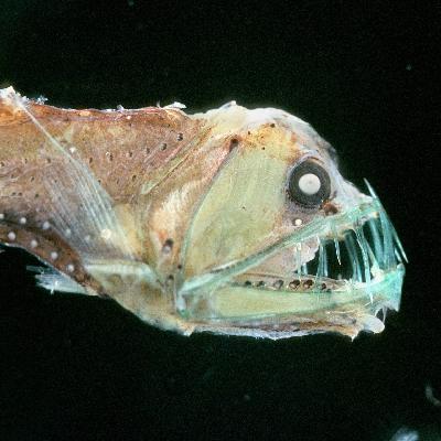 Wie halten Tiefseefische den enormen Wasserdruck aus?