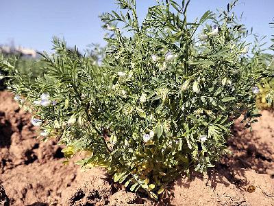 Lentils Across Millennia: How Ancient Crops Tied North Africa to the Canary Islands Lentils Across Millennia: How Ancient Crops Tied North Africa to the Canary Islands