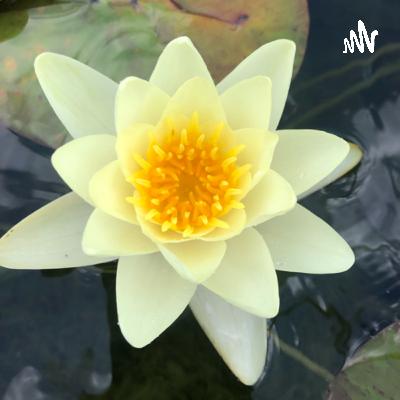 Umweltgifte und Schadstoffe im Alltag erkennen und ausleiten Teil 1