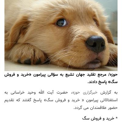 خرید و‌فروش سگ از عوامل معضل سگ‌های بیصاحب