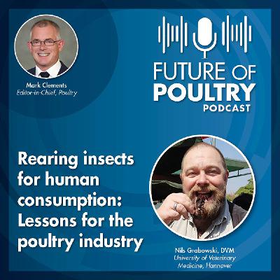 Rearing insects for human consumption: Lessons for the poultry industry