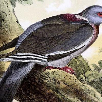 2: 2. The Pigeon: The Great Communicator and War Hero AUTHOR: Stephen Moss BOOK TITLE: 10 Birds That Changed the World This excerpt focuses on the Pigeon, describing it as the "great communicator" due to its extraordinary ability to always go home, a skill e