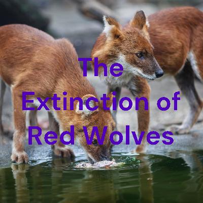 The Extinction of Red Wolves pt.2