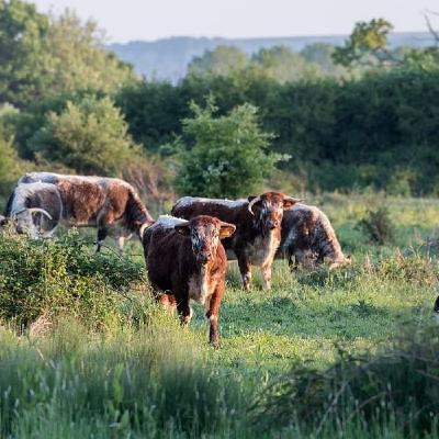 Ben Goldsmith - Why the U.S. and EU will follow England's approach to farm support Ben Goldsmith - Why the U.S. and EU will follow England's approach to farm support