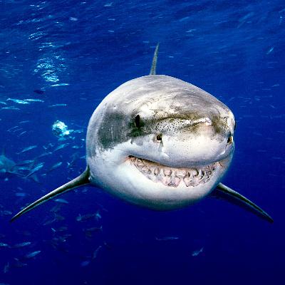 Shark fever: The lore of the great white